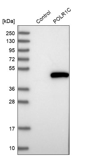 Western blot analysis in control (vector only transfected HEK293T lysate) and POLR1C over-expression lysate (Co-expressed with a C-terminal myc-DDK tag (~3.1 kDa) in mammalian HEK293T cells, LY404374).
