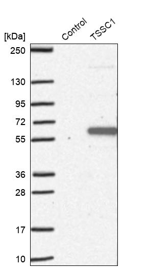 Western blot analysis in control (vector only transfected HEK293T lysate) and TSSC1 over-expression lysate (Co-expressed with a C-terminal myc-DDK tag (~3.1 kDa) in mammalian HEK293T cells, LY418772).