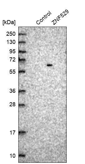 Western blot analysis in control (vector only transfected HEK293T lysate) and ZNF529 over-expression lysate (Co-expressed with a C-terminal myc-DDK tag (~3.1 kDa) in mammalian HEK293T cells, LY412176). Western blot analysis in control (vector only transfected HEK293T lysate) and ZNF529 over-expression lysate (Co-expressed with a C-terminal myc-DDK tag (~3.1 kDa) in mammalian HEK293T cells, LY412176).