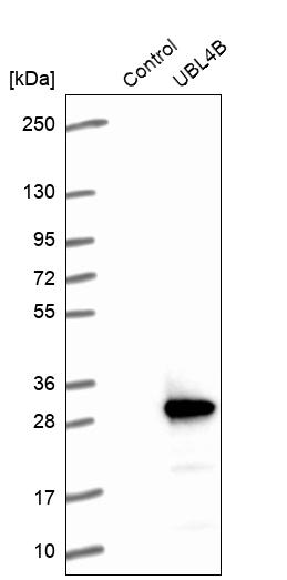 Western blot analysis in control (vector only transfected HEK293T lysate) and UBL4B over-expression lysate (Co-expressed with a C-terminal myc-DDK tag (~3.1 kDa) in mammalian HEK293T cells, LY404349). Western blot analysis in control (vector only transfected HEK293T lysate) and UBL4B over-expression lysate (Co-expressed with a C-terminal myc-DDK tag (~3.1 kDa) in mammalian HEK293T cells, LY404349).