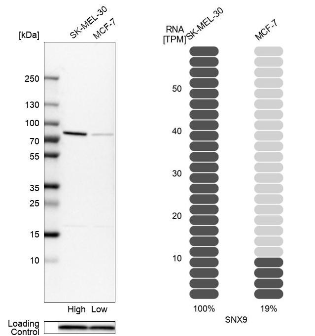 Western blot analysis in human cell lines SK-MEL-30 and MCF-7 using Anti-SNX9 antibody. Corresponding SNX9 RNA-seq data are presented for the same cell lines. Loading control: Anti-PFN1.