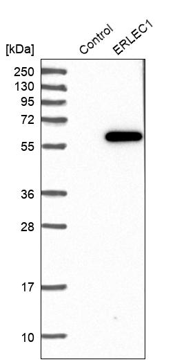 Western blot analysis in control (vector only transfected HEK293T lysate) and ERLEC1 over-expression lysate (Co-expressed with a C-terminal myc-DDK tag (~3.1 kDa) in mammalian HEK293T cells, LY414394). Western blot analysis in control (vector only transfected HEK293T lysate) and ERLEC1 over-expression lysate (Co-expressed with a C-terminal myc-DDK tag (~3.1 kDa) in mammalian HEK293T cells, LY414394).