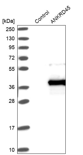 Western blot analysis in control (vector only transfected HEK293T lysate) and ANKRD45 over-expression lysate (Co-expressed with a C-terminal myc-DDK tag (~3.1 kDa) in mammalian HEK293T cells, LY404885).
