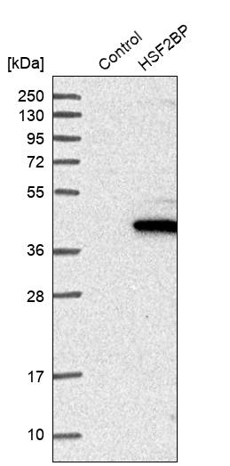 Western blot analysis in control (vector only transfected HEK293T lysate) and HSF2BP over-expression lysate (Co-expressed with a C-terminal myc-DDK tag (~3.1 kDa) in mammalian HEK293T cells, LY416250).