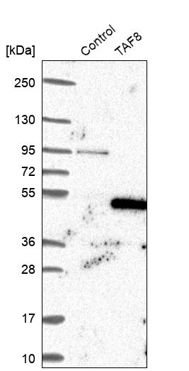 Western blot analysis in control (vector only transfected HEK293T lysate) and TAF8 over-expression lysate (Co-expressed with a C-terminal myc-DDK tag (~3.1 kDa) in mammalian HEK293T cells, LY408568). Western blot analysis in control (vector only transfected HEK293T lysate) and TAF8 over-expression lysate (Co-expressed with a C-terminal myc-DDK tag (~3.1 kDa) in mammalian HEK293T cells, LY408568).