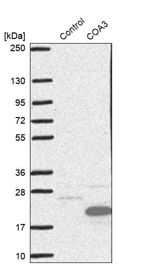 Western blot analysis in control (vector only transfected HEK293T lysate) and COA3 over-expression lysate (Co-expressed with a C-terminal myc-DDK tag (~3.1 kDa) in mammalian HEK293T cells, LY421751).