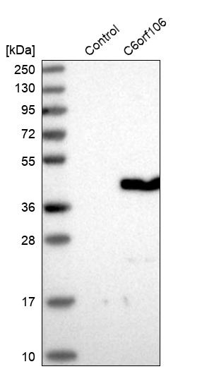 Western blot analysis in control (vector only transfected HEK293T lysate) and C6orf106 over-expression lysate (Co-expressed with a C-terminal myc-DDK tag (~3.1 kDa) in mammalian HEK293T cells, LY411330).