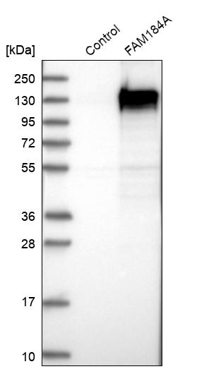 Western blot analysis in control (vector only transfected HEK293T lysate) and FAM184A over-expression lysate (Co-expressed with a C-terminal myc-DDK tag (~3.1 kDa) in mammalian HEK293T cells, LY411216). Western blot analysis in control (vector only transfected HEK293T lysate) and FAM184A over-expression lysate (Co-expressed with a C-terminal myc-DDK tag (~3.1 kDa) in mammalian HEK293T cells, LY411216).