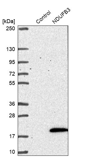 Western blot analysis in control (vector only transfected HEK293T lysate) and NDUFB3 over-expression lysate (Co-expressed with a C-terminal myc-DDK tag (~3.1 kDa) in mammalian HEK293T cells, LY419291). Western blot analysis in control (vector only transfected HEK293T lysate) and NDUFB3 over-expression lysate (Co-expressed with a C-terminal myc-DDK tag (~3.1 kDa) in mammalian HEK293T cells, LY419291).