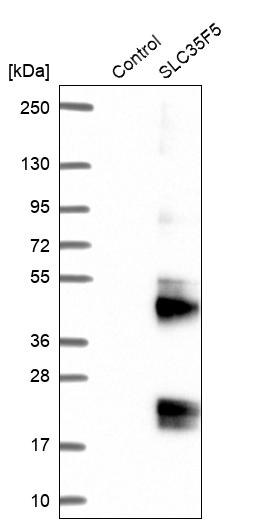 Western blot analysis in control (vector only transfected HEK293T lysate) and SLC35F5 over-expression lysate (Co-expressed with a C-terminal myc-DDK tag (~3.1 kDa) in mammalian HEK293T cells, LY403057). Western blot analysis in control (vector only transfected HEK293T lysate) and SLC35F5 over-expression lysate (Co-expressed with a C-terminal myc-DDK tag (~3.1 kDa) in mammalian HEK293T cells, LY403057).
