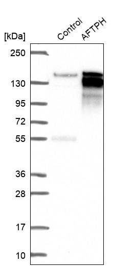 Western blot analysis in control (vector only transfected HEK293T lysate) and AFTPH over-expression lysate (Co-expressed with a C-terminal myc-DDK tag (~3.1 kDa) in mammalian HEK293T cells, LY413655). Western blot analysis in control (vector only transfected HEK293T lysate) and AFTPH over-expression lysate (Co-expressed with a C-terminal myc-DDK tag (~3.1 kDa) in mammalian HEK293T cells, LY413655).