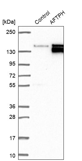 Western blot analysis in control (vector only transfected HEK293T lysate) and AFTPH over-expression lysate (Co-expressed with a C-terminal myc-DDK tag (~3.1 kDa) in mammalian HEK293T cells, LY413655). Western blot analysis in control (vector only transfected HEK293T lysate) and AFTPH over-expression lysate (Co-expressed with a C-terminal myc-DDK tag (~3.1 kDa) in mammalian HEK293T cells, LY413655).