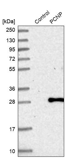 Western blot analysis in control (vector only transfected HEK293T lysate) and PCNP over-expression lysate (Co-expressed with a C-terminal myc-DDK tag (~3.1 kDa) in mammalian HEK293T cells, LY412527).