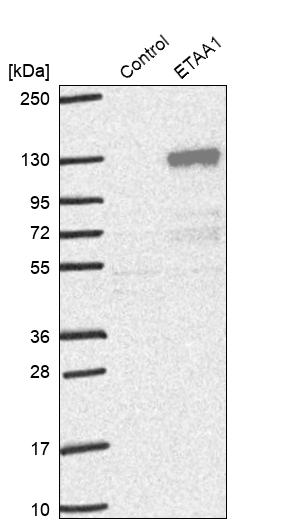 Western blot analysis in control (vector only transfected HEK293T lysate) and ETAA1 over-expression lysate (Co-expressed with a C-terminal myc-DDK tag (~3.1 kDa) in mammalian HEK293T cells, LY412840).