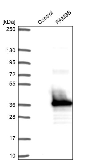 Western blot analysis in control (vector only transfected HEK293T lysate) and FAM9B over-expression lysate (Co-expressed with a C-terminal myc-DDK tag (~3.1 kDa) in mammalian HEK293T cells, LY404199).