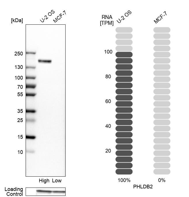 Western blot analysis in human cell lines U2OS and MCF-7 using Anti-PHLDB2 antibody. Corresponding PHLDB2 RNA-seq data are presented for the same cell lines. Loading control: Anti-GAPDH. Western blot analysis in human cell lines U2OS and MCF-7 using Anti-PHLDB2 antibody. Corresponding PHLDB2 RNA-seq data are presented for the same cell lines. Loading control: Anti-GAPDH.
