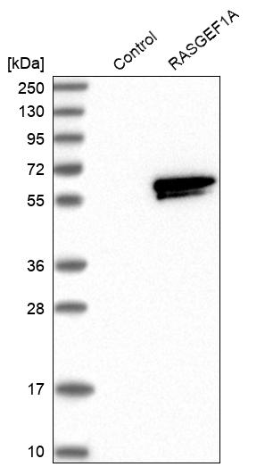 Western blot analysis in control (vector only transfected HEK293T lysate) and RASGEF1A over-expression lysate (Co-expressed with a C-terminal myc-DDK tag (~3.1 kDa) in mammalian HEK293T cells, LY407960).
