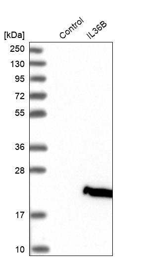 Western blot analysis in control (vector only transfected HEK293T lysate) and IL36B over-expression lysate (Co-expressed with a C-terminal myc-DDK tag (~3.1 kDa) in mammalian HEK293T cells, LY406635).