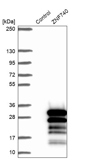 Western blot analysis in control (vector only transfected HEK293T lysate) and ZNF740 over-expression lysate (Co-expressed with a C-terminal myc-DDK tag (~3.1 kDa) in mammalian HEK293T cells, LY424081). Western blot analysis in control (vector only transfected HEK293T lysate) and ZNF740 over-expression lysate (Co-expressed with a C-terminal myc-DDK tag (~3.1 kDa) in mammalian HEK293T cells, LY424081).