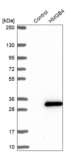 Western blot analysis in control (vector only transfected HEK293T lysate) and HMGB4 over-expression lysate (Co-expressed with a C-terminal myc-DDK tag (~3.1 kDa) in mammalian HEK293T cells, LY407944).