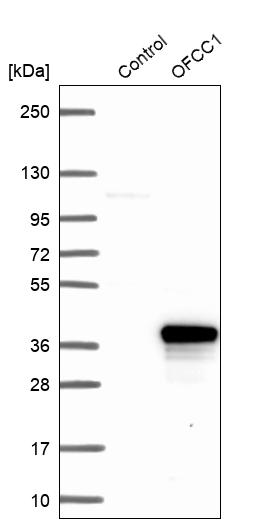 Western blot analysis in control (vector only transfected HEK293T lysate) and OFCC1 over-expression lysate (Co-expressed with a C-terminal myc-DDK tag (~3.1 kDa) in mammalian HEK293T cells, LY407190).