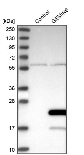 Western blot analysis in control (vector only transfected HEK293T lysate) and GEMIN6 over-expression lysate (Co-expressed with a C-terminal myc-DDK tag (~3.1 kDa) in mammalian HEK293T cells, LY411066). Western blot analysis in control (vector only transfected HEK293T lysate) and GEMIN6 over-expression lysate (Co-expressed with a C-terminal myc-DDK tag (~3.1 kDa) in mammalian HEK293T cells, LY411066).