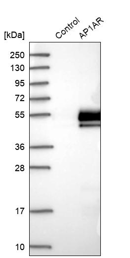 Western blot analysis in control (vector only transfected HEK293T lysate) and AP1AR over-expression lysate (Co-expressed with a C-terminal myc-DDK tag (~3.1 kDa) in mammalian HEK293T cells, LY413001).