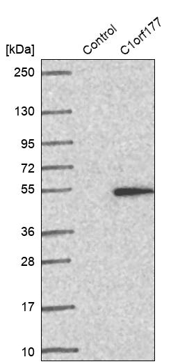Western blot analysis in control (vector only transfected HEK293T lysate) and C1orf177 over-expression lysate (Co-expressed with a C-terminal myc-DDK tag (~3.1 kDa) in mammalian HEK293T cells, LY407412). Western blot analysis in control (vector only transfected HEK293T lysate) and C1orf177 over-expression lysate (Co-expressed with a C-terminal myc-DDK tag (~3.1 kDa) in mammalian HEK293T cells, LY407412).