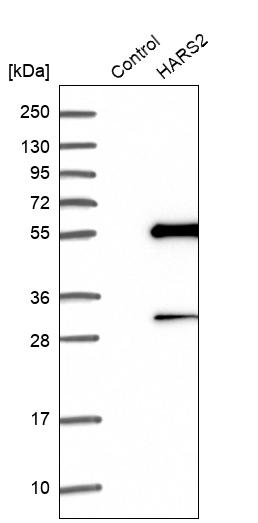 Western blot analysis in control (vector only transfected HEK293T lysate) and HARS2 over-expression lysate (Co-expressed with a C-terminal myc-DDK tag (~3.1 kDa) in mammalian HEK293T cells, LY415917). Western blot analysis in control (vector only transfected HEK293T lysate) and HARS2 over-expression lysate (Co-expressed with a C-terminal myc-DDK tag (~3.1 kDa) in mammalian HEK293T cells, LY415917).