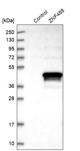 Western blot analysis in control (vector only transfected HEK293T lysate) and ZNF488 over-expression lysate (Co-expressed with a C-terminal myc-DDK tag (~3.1 kDa) in mammalian HEK293T cells, LY403503).