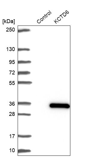 Western blot analysis in control (vector only transfected HEK293T lysate) and KCTD6 over-expression lysate (Co-expressed with a C-terminal myc-DDK tag (~3.1 kDa) in mammalian HEK293T cells, LY407050).
