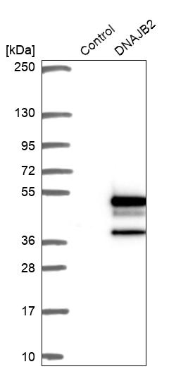 Western blot analysis in control (vector only transfected HEK293T lysate) and DNAJB2 over-expression lysate (Co-expressed with a C-terminal myc-DDK tag (~3.1 kDa) in mammalian HEK293T cells, LY416440).