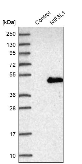 Western blot analysis in control (vector only transfected HEK293T lysate) and NIF3L1 over-expression lysate (Co-expressed with a C-terminal myc-DDK tag (~3.1 kDa) in mammalian HEK293T cells, LY411906). Western blot analysis in control (vector only transfected HEK293T lysate) and NIF3L1 over-expression lysate (Co-expressed with a C-terminal myc-DDK tag (~3.1 kDa) in mammalian HEK293T cells, LY411906).