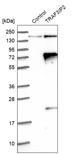 Western blot analysis in control (vector only transfected HEK293T lysate) and TRAF3IP2 over-expression lysate (Co-expressed with a C-terminal myc-DDK tag (~3.1 kDa) in mammalian HEK293T cells, LY407798).