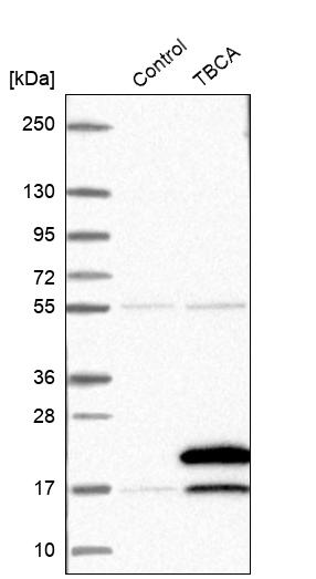 Western blot analysis in control (vector only transfected HEK293T lysate) and TBCA over-expression lysate (Co-expressed with a C-terminal myc-DDK tag (~3.1 kDa) in mammalian HEK293T cells, LY417869). Western blot analysis in control (vector only transfected HEK293T lysate) and TBCA over-expression lysate (Co-expressed with a C-terminal myc-DDK tag (~3.1 kDa) in mammalian HEK293T cells, LY417869).
