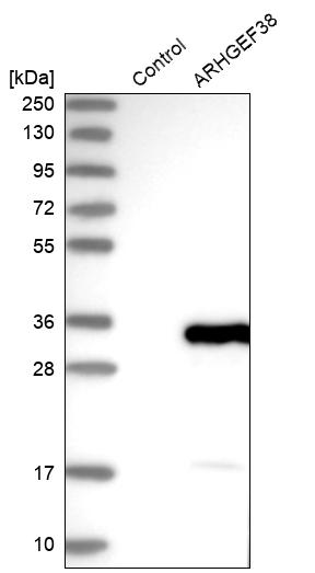 Western blot analysis in control (vector only transfected HEK293T lysate) and ARHGEF38 over-expression lysate (Co-expressed with a C-terminal myc-DDK tag (~3.1 kDa) in mammalian HEK293T cells, LY413609). Western blot analysis in control (vector only transfected HEK293T lysate) and ARHGEF38 over-expression lysate (Co-expressed with a C-terminal myc-DDK tag (~3.1 kDa) in mammalian HEK293T cells, LY413609).