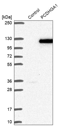 Western blot analysis in control (vector only transfected HEK293T lysate) and PCDHGA1 over-expression lysate (Co-expressed with a C-terminal myc-DDK tag (~3.1 kDa) in mammalian HEK293T cells, LY410403). Western blot analysis in control (vector only transfected HEK293T lysate) and PCDHGA1 over-expression lysate (Co-expressed with a C-terminal myc-DDK tag (~3.1 kDa) in mammalian HEK293T cells, LY410403).
