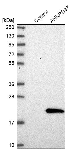 Western blot analysis in control (vector only transfected HEK293T lysate) and ANKRD37 over-expression lysate (Co-expressed with a C-terminal myc-DDK tag (~3.1 kDa) in mammalian HEK293T cells, LY405641). Western blot analysis in control (vector only transfected HEK293T lysate) and ANKRD37 over-expression lysate (Co-expressed with a C-terminal myc-DDK tag (~3.1 kDa) in mammalian HEK293T cells, LY405641).