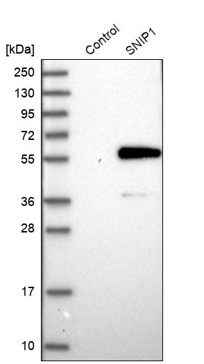 Western blot analysis in control (vector only transfected HEK293T lysate) and SNIP1 over-expression lysate (Co-expressed with a C-terminal myc-DDK tag (~3.1 kDa) in mammalian HEK293T cells, LY411157). Western blot analysis in control (vector only transfected HEK293T lysate) and SNIP1 over-expression lysate (Co-expressed with a C-terminal myc-DDK tag (~3.1 kDa) in mammalian HEK293T cells, LY411157).