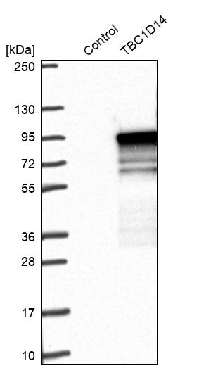 Western blot analysis in control (vector only transfected HEK293T lysate) and TBC1D14 over-expression lysate (Co-expressed with a C-terminal myc-DDK tag (~3.1 kDa) in mammalian HEK293T cells, LY412328).