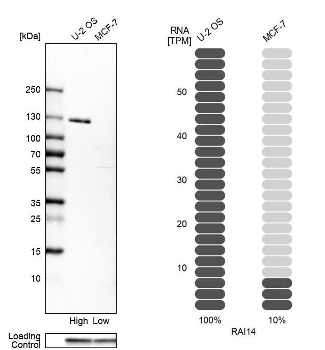 Western blot analysis in human cell lines U2OS and MCF-7 using Anti-RAI14 antibody. Corresponding RAI14 RNA-seq data are presented for the same cell lines. Loading control: Anti-GAPDH.