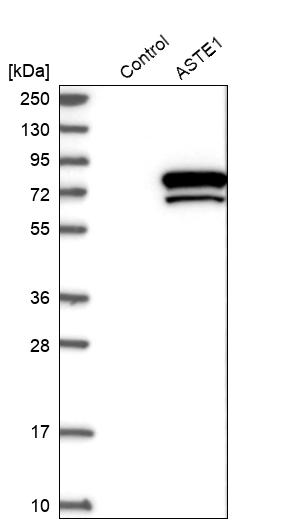 Western blot analysis in control (vector only transfected HEK293T lysate) and ASTE1 over-expression lysate (Co-expressed with a C-terminal myc-DDK tag (~3.1 kDa) in mammalian HEK293T cells, LY415490).