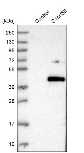 Western blot analysis in control (vector only transfected HEK293T lysate) and C1orf56 over-expression lysate (Co-expressed with a C-terminal myc-DDK tag (~3.1 kDa) in mammalian HEK293T cells, LY402623).