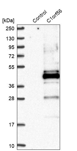 Western blot analysis in control (vector only transfected HEK293T lysate) and C1orf56 over-expression lysate (Co-expressed with a C-terminal myc-DDK tag (~3.1 kDa) in mammalian HEK293T cells, LY402623). Western blot analysis in control (vector only transfected HEK293T lysate) and C1orf56 over-expression lysate (Co-expressed with a C-terminal myc-DDK tag (~3.1 kDa) in mammalian HEK293T cells, LY402623).