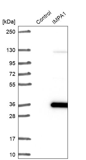 Western blot analysis in control (vector only transfected HEK293T lysate) and IMPA1 over-expression lysate (Co-expressed with a C-terminal myc-DDK tag (~3.1 kDa) in mammalian HEK293T cells, LY417241).
