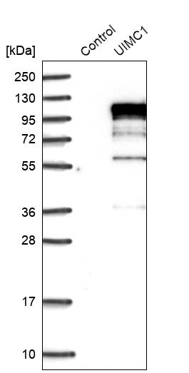 Western blot analysis in control (vector only transfected HEK293T lysate) and UIMC1 over-expression lysate (Co-expressed with a C-terminal myc-DDK tag (~3.1 kDa) in mammalian HEK293T cells, LY414063).