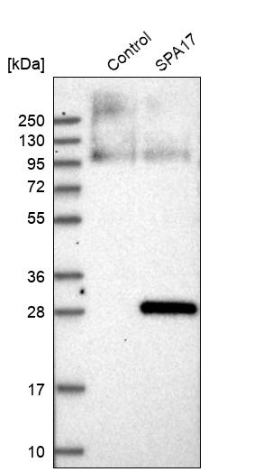 Western blot analysis in control (vector only transfected HEK293T lysate) and SPA17 over-expression lysate (Co-expressed with a C-terminal myc-DDK tag (~3.1 kDa) in mammalian HEK293T cells, LY413783).