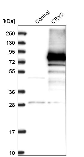 Western blot analysis in control (vector only transfected HEK293T lysate) and CRY2 over-expression lysate (Co-expressed with a C-terminal myc-DDK tag (~3.1 kDa) in mammalian HEK293T cells, LY412078).