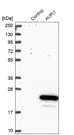 Western blot analysis in control (vector only transfected HEK293T lysate) and AVPI1 over-expression lysate (Co-expressed with a C-terminal myc-DDK tag (~3.1 kDa) in mammalian HEK293T cells, LY402873).
