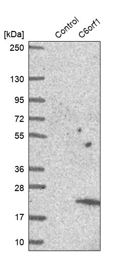 Western blot analysis in control (vector only transfected HEK293T lysate) and C6orf1 over-expression lysate (Co-expressed with a C-terminal myc-DDK tag (~3.1 kDa) in mammalian HEK293T cells, LY423353).
